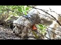 CACCIA al CINGHIALE con i BRIQUET GRIFFON VANDEEN _ 1° Raduno Sperimentale | Wild Boar Hunting