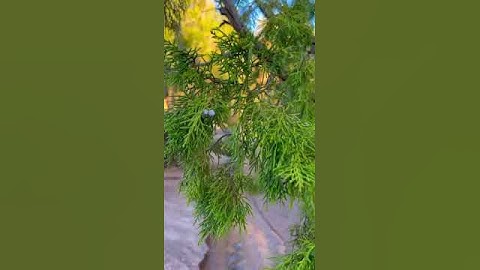 حالات واتس - تلاوة خاشعة بصوت الشيخ علي جابر رحمه الله - الذين آمنوا وتطمئن قلوبهم بذكر الله -