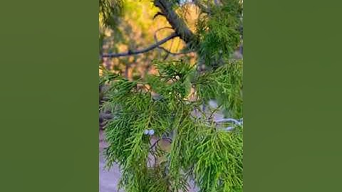 حالات واتس - تلاوة خاشعة بصوت الشيخ علي جابر رحمه الله - الذين آمنوا وتطمئن قلوبهم بذكر الله -