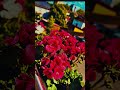 Beat #justinbieber #fyppppppppppppppp #blumen #red #pixelmatorpro