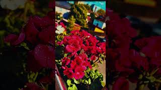 Beat #justinbieber #fyppppppppppppppp #blumen #red #pixelmatorpro