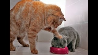 9gag : animals funny & pets cute #4