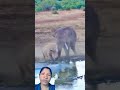 #wildlife #funnyanimal #janemerijanemanbachpankapyarmerabhulnahijanare