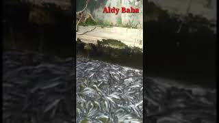 Sa,atnya memanen ikan Lele di kolam samping Rumah