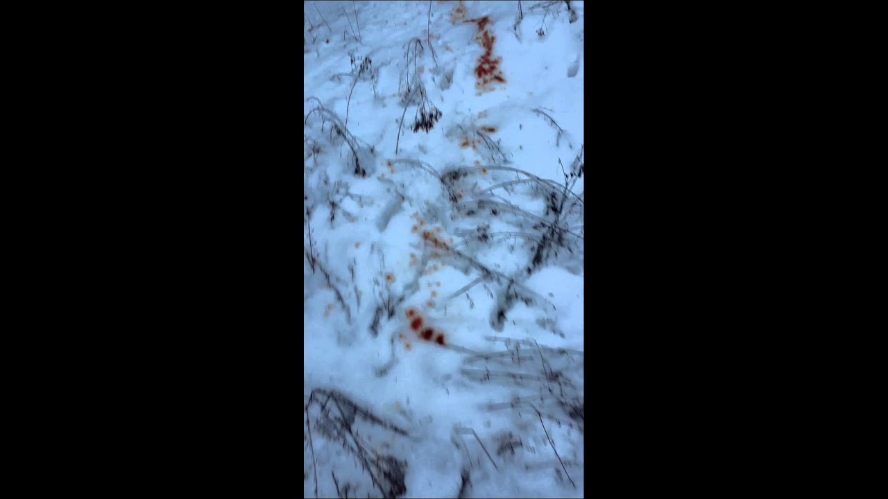 Toxic Broadhead blood trail YouTube