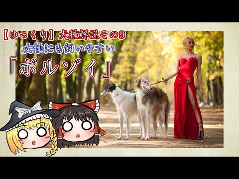 ロシアのイケメン貴族犬「ボルゾイ」【ゆっくり犬種解説】その9