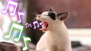 Sound to Call Your CAT | TESTED | Sounds cats like to hear
