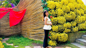 Làng Hoa Sa Đéc Xuân 2021 Bó Hoa Cúc Mâm Xôi Khủng Lồ