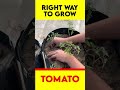 how to pot tomato | #shorts #howtogrowtomatoes #growingtomatoes