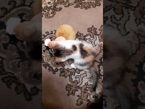 Миссия невыполнима!!!😉🥰😻💋❤