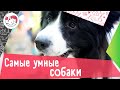 7 самых умных пород собак