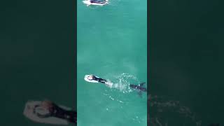 Great white shark inches away from young boogie boarder