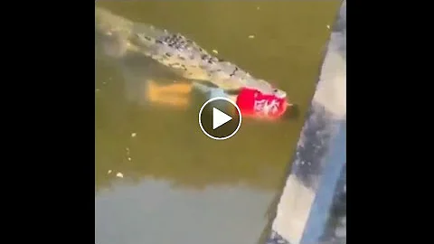 Footballer dies after being devoured by crocodile in Costa Rica: Shocking footage