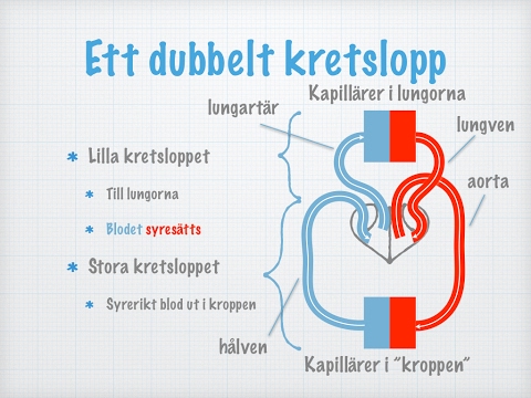 Video: Skillnaden Mellan Lung- Och Systemkrets