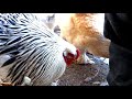 Brahma chickens did not walk in the snow to keep their feathered legs warm - AGROKOTA.GR