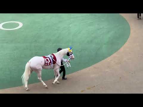 札幌記念現地観戦とついでに観光