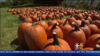 New York's Pumpkins Prime For The Picking This Year