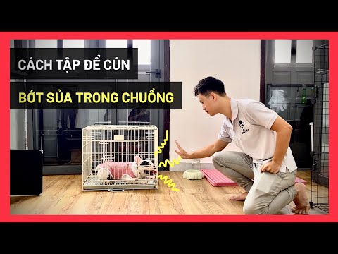 Video: Làm thế nào tôi có thể ngăn con chó của tôi khỏi sủa vào tiếng ồn?