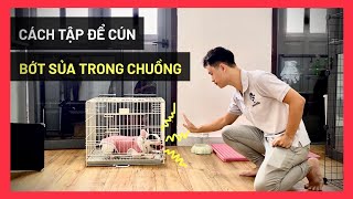 Tập chó ở trong chuồng bớt kêu sủa đòi, im lặng (bé cún Bull Pháp) | Huấn luyện chó cơ bản BossDog