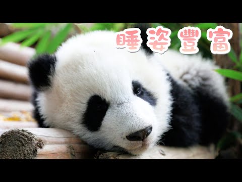 《熊貓主題趴》沒錯！大熊貓是液體 | iPanda熊貓頻道