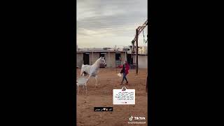 شد السرج بظهر الخيل