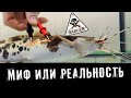 Сом Клариус. Убийца или милый питомец? Эксперимент.