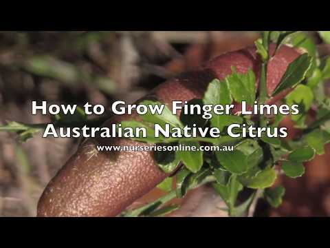 Video: Finger Lime Info: Cara Menanam Jeruk Nipis Australia