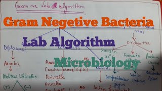 Gram Negative Bacteria Lab Algorithm || Microbiology