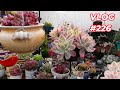 My succulents day after the funeral  vlog 226  growing succulents with lizk