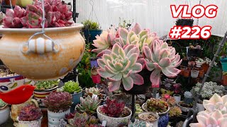 My Succulents, Day After the Funeral | VLOG #226 - Growing Succulents with LizK