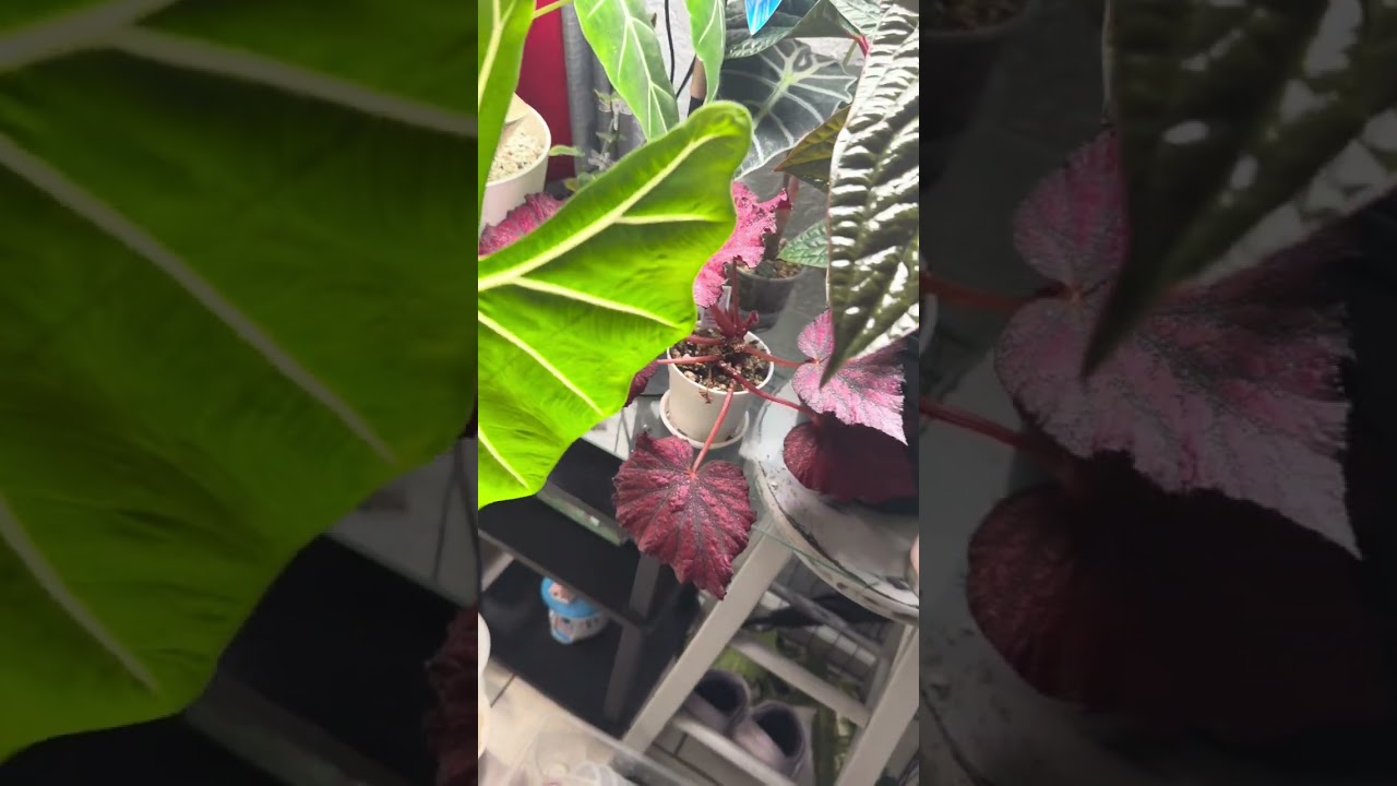 Why I chose Nurture System!  