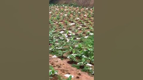 Hệ thống tưới nước tự động cho gần 1000 cây chuối tiêu hồng phục vụ tết