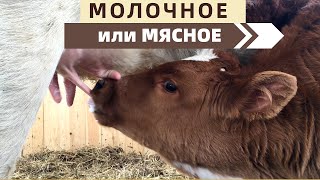 видео: Почему перешли на мясное направление КРС? картинка: Почему перешли на мясное направление КРС?