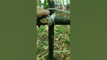 Diagonal lashing #bushcraftcamp #survival #lashing #бушкрафт #природа