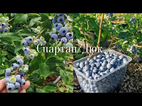 голубика СПАРТАН & ДЮК. Первая выборка и взвешивание ягоды.