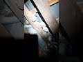 Destruction de nids de guêpes à #NASSOGNE par @henrotpierredestructionnui8189 0471 37 24 84