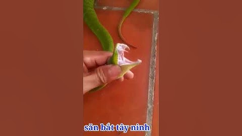 Lần đầu cham mặt rắn lục đuôi đỏ cực độc/săn bắt Tây Ninh