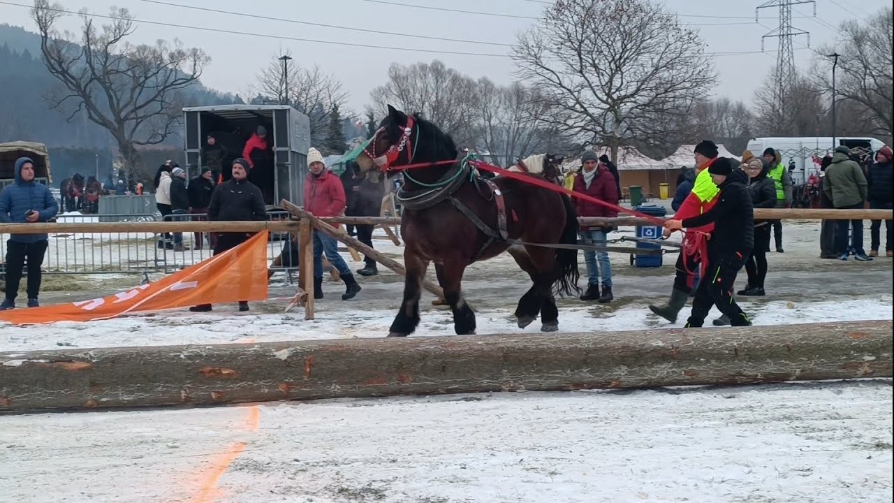 Коні Ваговози.Проба коней Wengierska Gorka 