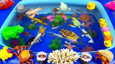 Động Vật Dễ Thương,Âm Thanh Động Vật,Cá Mập,Cá Heo,Cá Chép,Cá Koi,Cá Đuối,Bọ Ngựa,Chuồn Chuồn,Animas