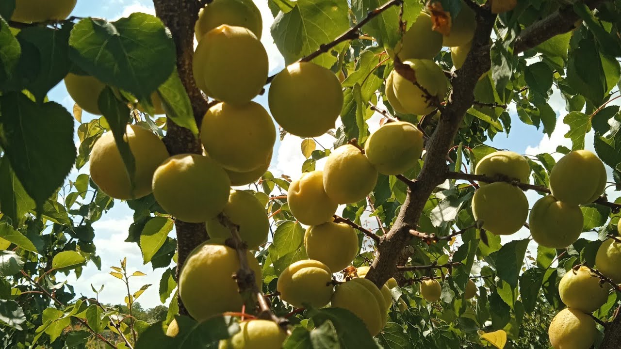 обрізка абрикоси у вигляді чаші.