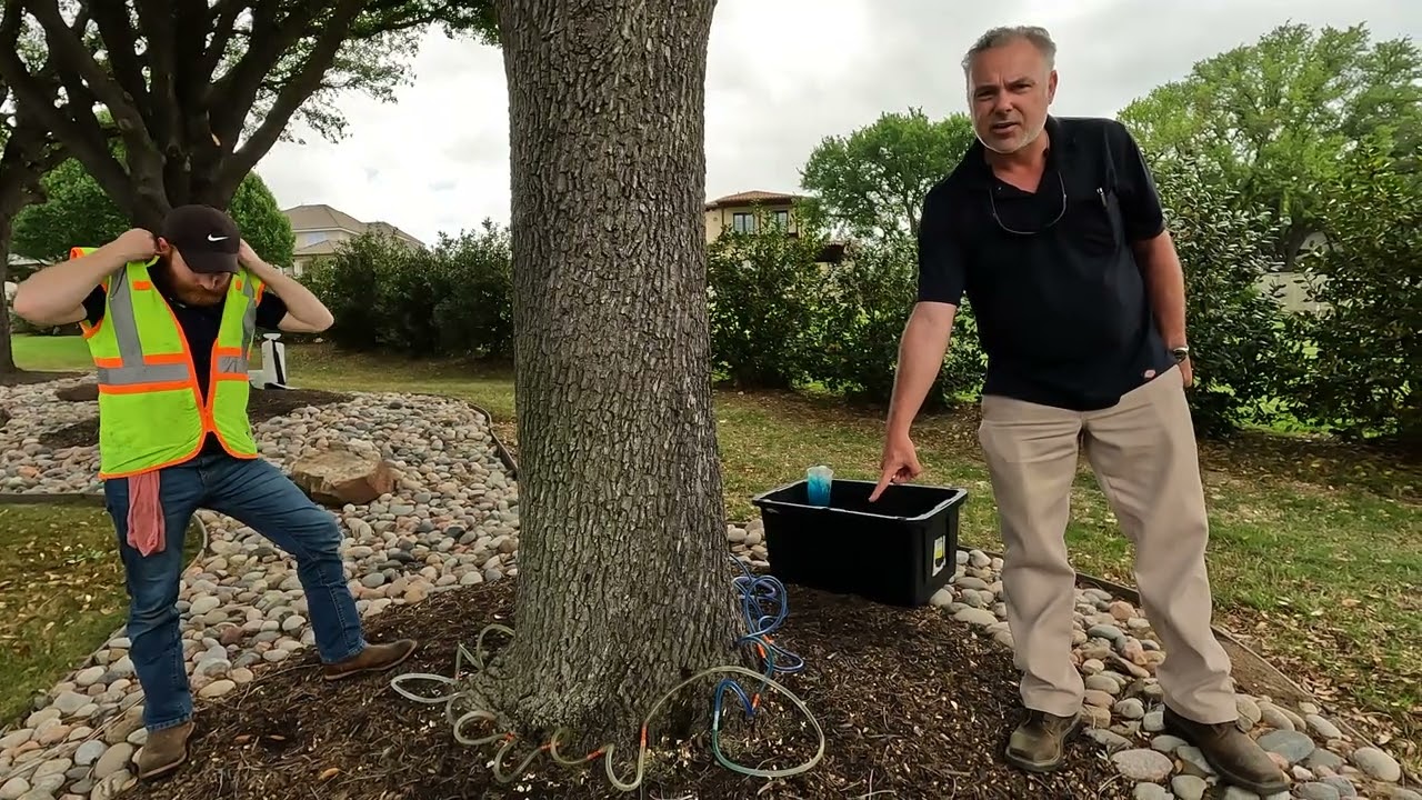 Oak Wilt Treatment by TelaTree Arborist Matthew Clemons YouTube