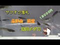 ヤフオク黒蜂メダカ　落札１８０００円　品評会で数々の受賞歴があるらしいkillifishめだか