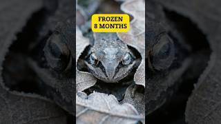 This Frog Freezes Solid for 8 Months — Then Wakes Up #woodfrog #shorts