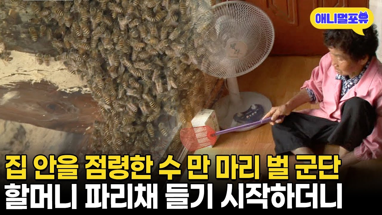 수 만 마리 벌이 득실거리는데.. 파리채 들기 시작하더니  | KBS 생생정보통 130912 방송