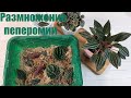 🍀🍀🍀Размножение пеперомии. Безотказный способ🌼