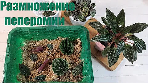 🍀🍀🍀Размножение пеперомии. Безотказный способ🌼