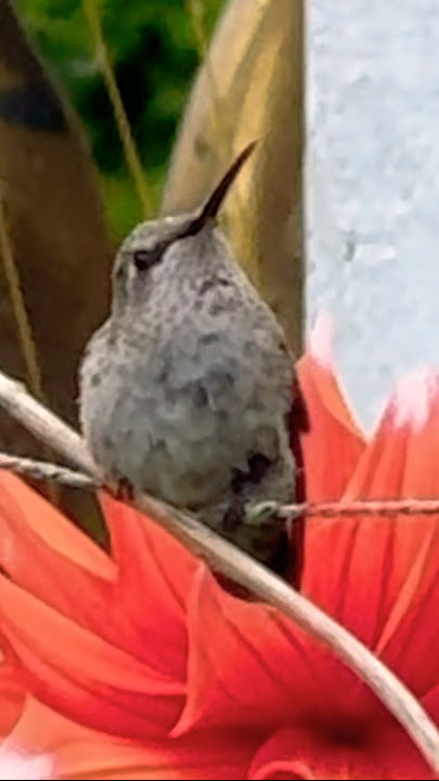 Beautiful hummingbird resting