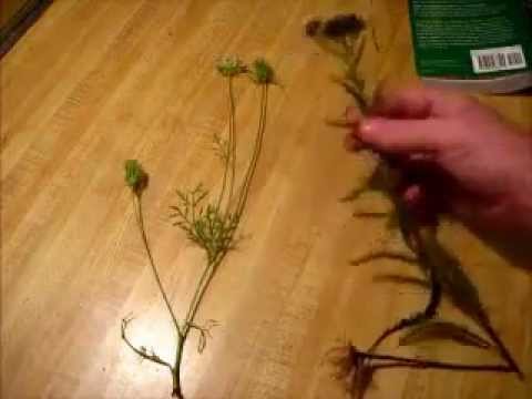 Yarrow