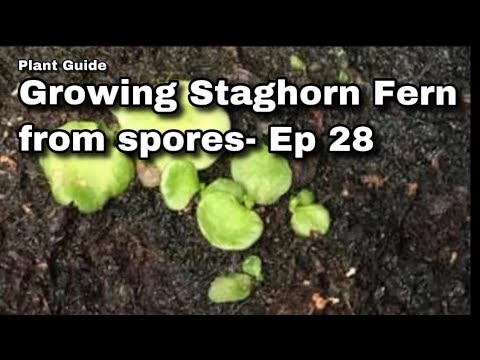 Video: Staraginio paparčio sporų dauginimas – sporų auginimas iš stagarinių paparčių augalų