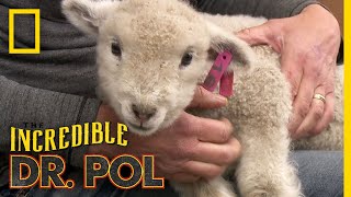 Little Lamb, Big Problem | The Incredible Dr. Pol